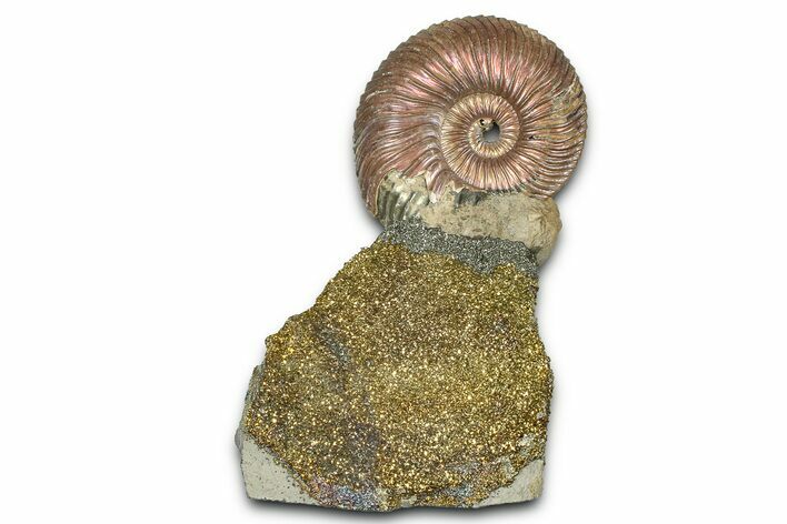 Iridescent Pyritized Ammonite (Quenstedticeras) Fossil Display #368825